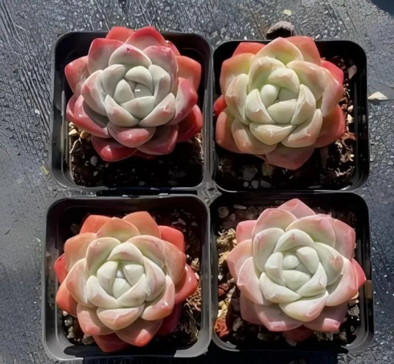 Set of four Echeveria Ice Green succulents in black square pots, rosettes with red tips