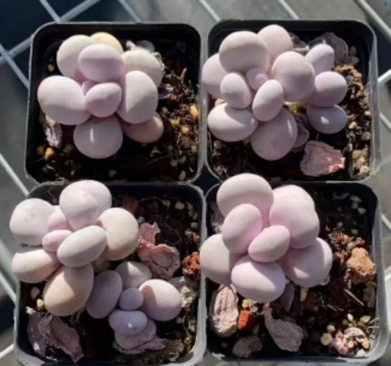 Set of four Echeveria succulents in small dark pots, pale lavender rosette leaves