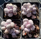 Set of four Echeveria succulents in small dark pots, pale lavender rosette leaves