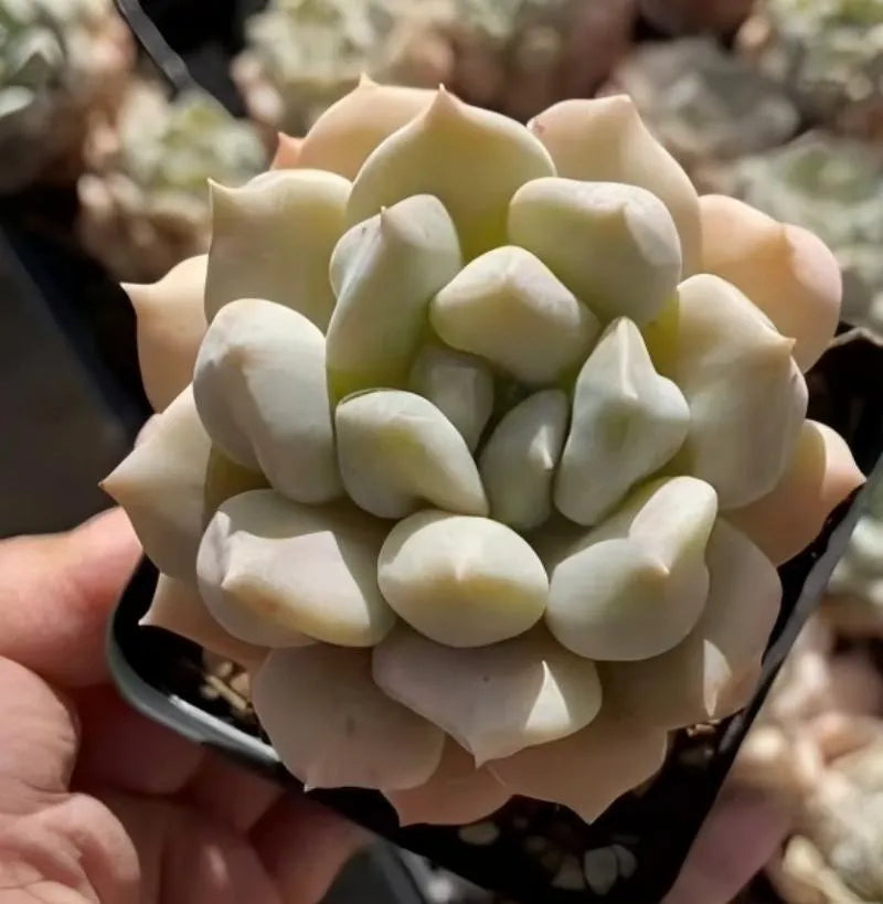 Cream rosette echeveria succulent in small black pot, held in hands