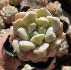 Cream echeveria succulent in small black pot, close-up of rosette leaves