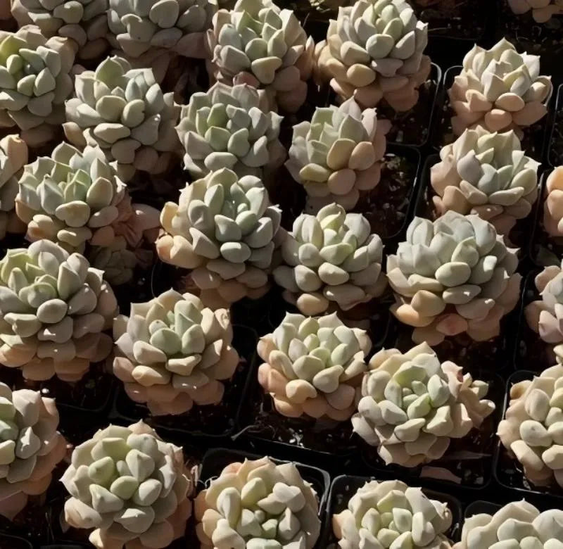 Cream rosette echeveria succulents in small black pots, many plants view