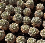 Cream rosette echeveria succulents in small black pots, many plants view