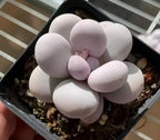 Echeveria succulent in dark 3-inch pot, pale lavender rosette leaves