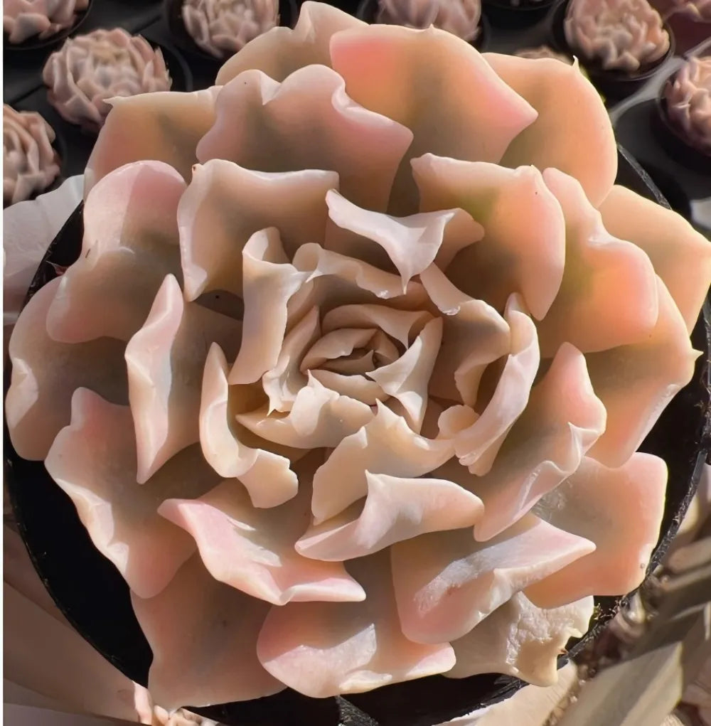 Echeveria Liberia succulent with layered rosette leaves, pale pink and cream