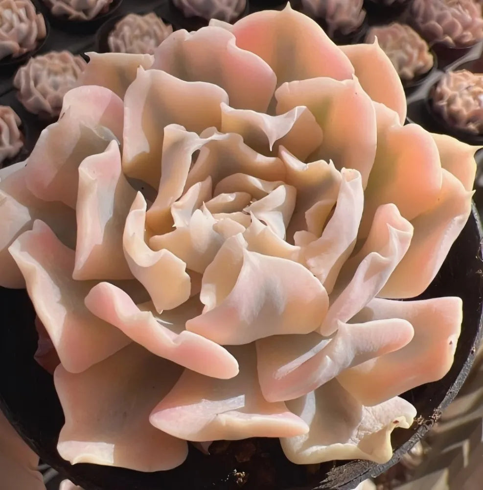 Echeveria succulent rosette with layered cream leaves and peach outer tips