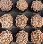 Echeveria succulent rosettes in small black pots, pale cream and peach tones