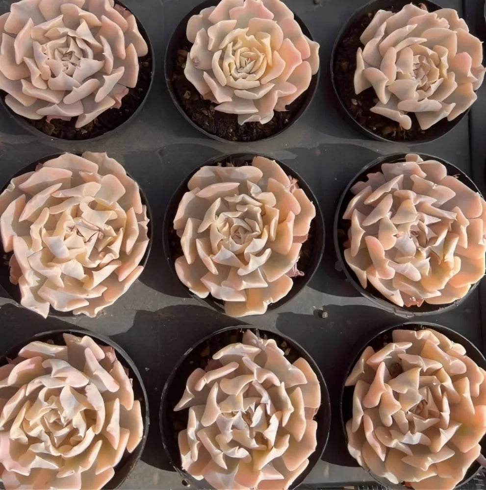 Echeveria succulent rosettes in small black pots, pale cream and peach tones