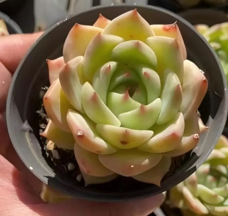 Echeveria Lime rosette succulent in gray 4-inch pot, close-up