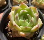 Echeveria Lime rosette succulent in gray pot, tight top view