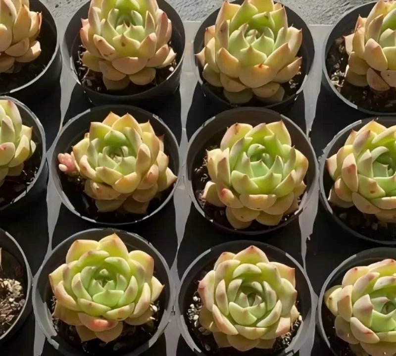 Echeveria Lime succulent in dark 4-inch pots, multiple rosettes