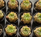 Echeveria Lime succulent in dark 4-inch pots, multiple rosettes