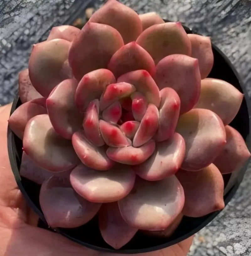 2-inch Echeveria Lingxue succulent rosette in black pot
