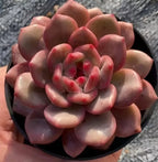 2-inch Echeveria Lingxue succulent rosette in black pot