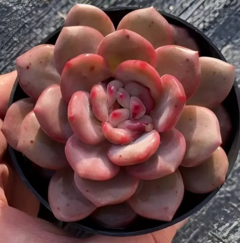 Echeveria Lingxue succulent rosette in black pot, close view
