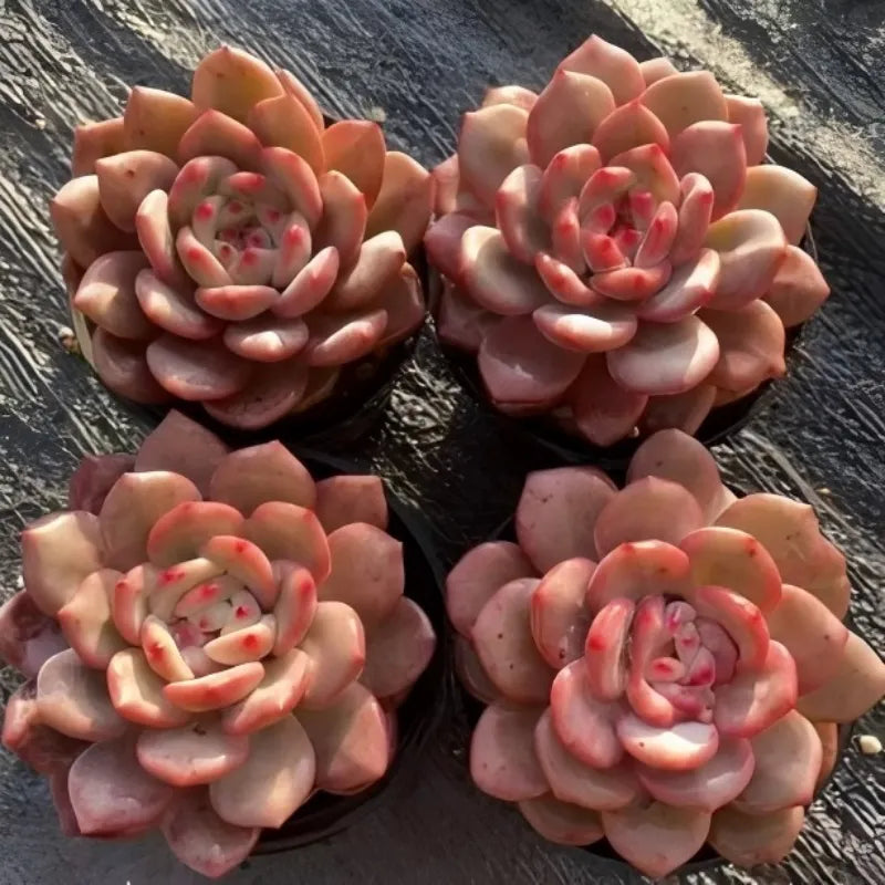 Echeveria Lingxue succulent rosettes, four plants on stone
