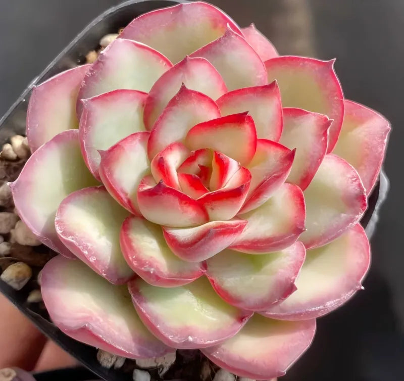 Echeveria Lingyin succulent rosette in small pot, pale green leaves with pink tips