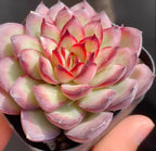 Echeveria Lingyin succulent in small pot with pale green and pink rosette leaves