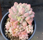Pink and cream variegated echeveria rosette succulent in dark round pot with soil