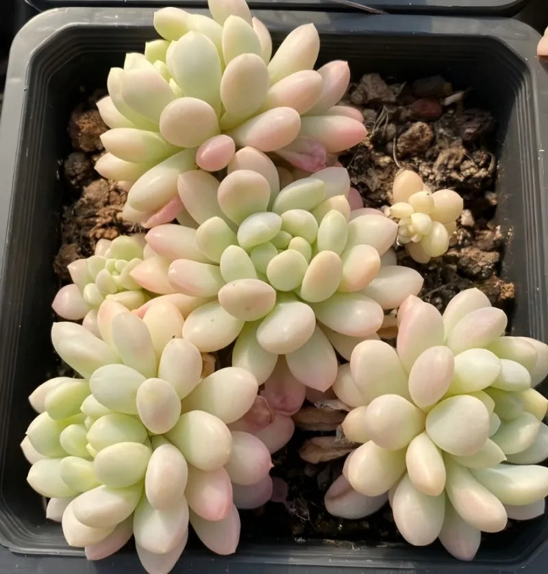 Variegated echeveria succulent cluster with cream and pink-tinted leaves in black pot