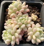 Variegated echeveria succulent cluster with cream and pink-tinted leaves in black pot