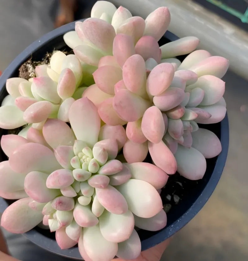 Pink and cream echeveria succulent rosette in dark pot, thick oval leaves