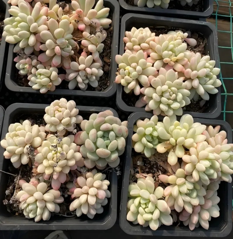 Set of four variegated echeveria succulents in black trays, cream and pink leaves