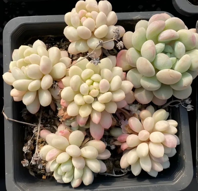 Variegated echeveria succulent with pale green leaves and pink tips in black pot