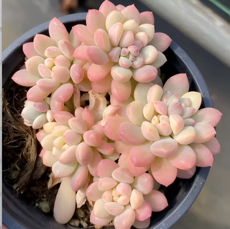 Pink and cream variegated echeveria succulent in dark pot, clustered rosette leaves