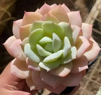 Echeveria Love Song succulent in 3-inch pot, close-up rosette with green center and pink tips