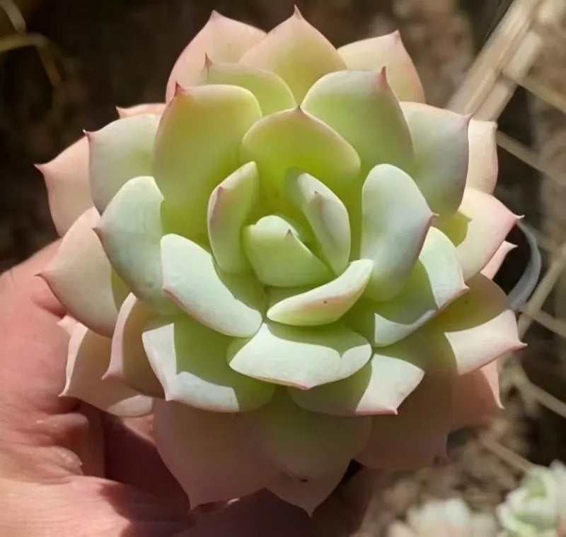 Echeveria Love Song succulent in 3-inch pot, front view of green rosette with blush leaves