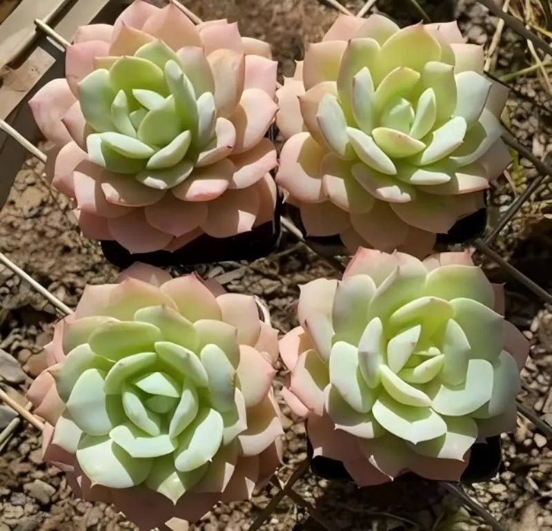 Set of four Echeveria Love Song plants in 3-inch pots, rosette succulents on gravel