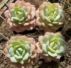 Set of four Echeveria Love Song plants in 3-inch pots, rosette succulents on gravel