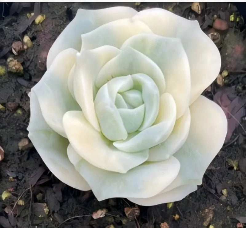 Variegated succulent rosette with pale cream and light green layered leaves in pot