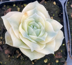 Succulent rosette with pale cream leaves and light green center, planted in a pot