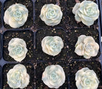 Set of nine pale cream and light green succulent rosettes in small plastic pots
