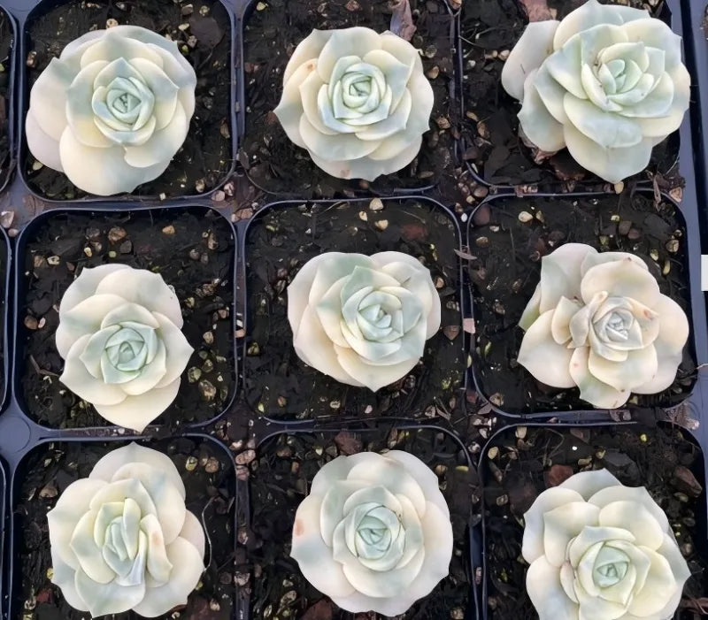 Set of nine pale cream and light green succulent rosettes in small plastic pots