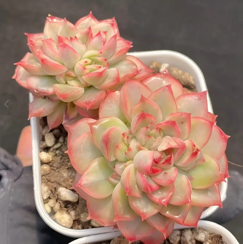 Variegated Echeveria succulent with pink and pale green rosettes in white pot