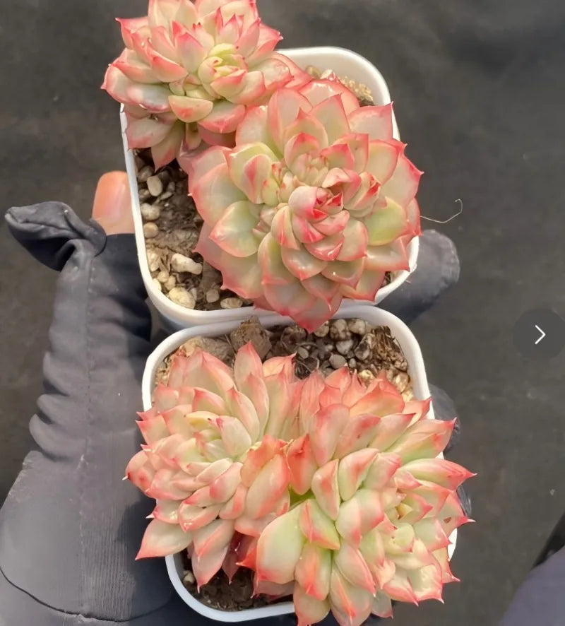 Two variegated Echeveria rosettes with pink and pale green leaves in white pots