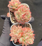 Two variegated Echeveria rosettes with pink and pale green leaves in white pots