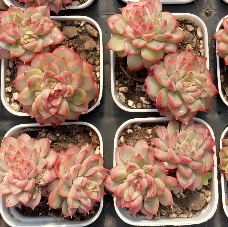Set of variegated Echeveria succulents with pink and pale green rosettes in white pots