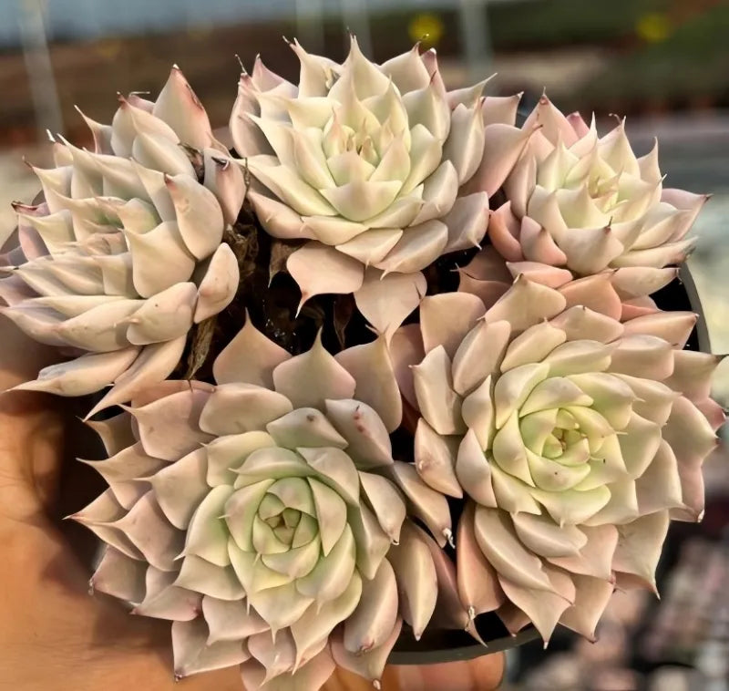 Variegated echeveria rosette cluster with cream leaves and light green rosette centers