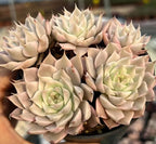Variegated echeveria rosette cluster in cream with soft pink edges, pale green centers