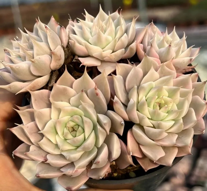 Variegated echeveria rosette cluster in cream with soft pink edges, pale green centers