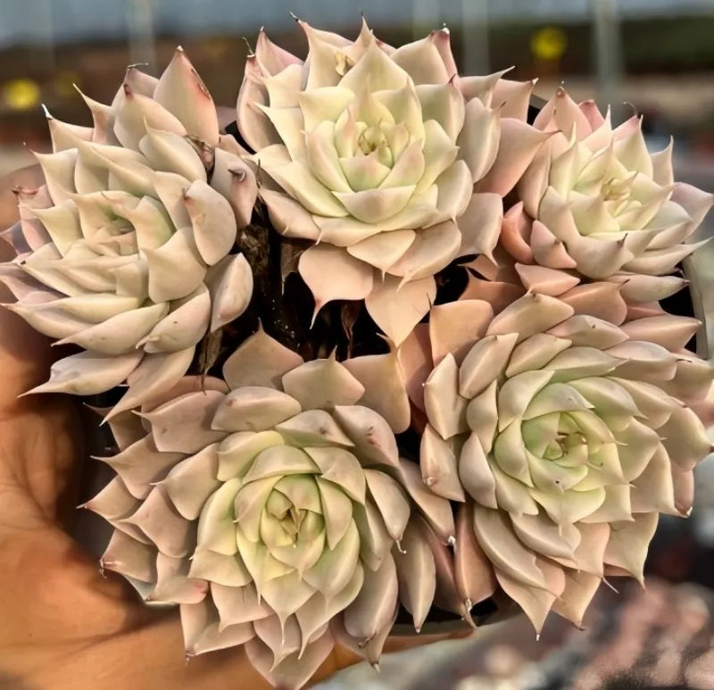 Variegated echeveria rosette cluster with cream petals and pale green centers