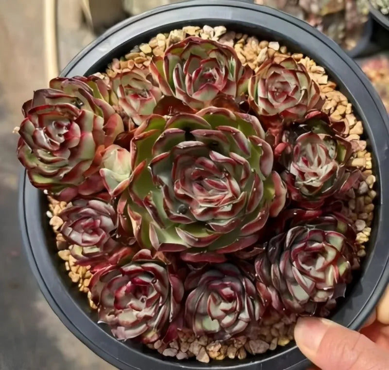 Echeveria succulent rosette in 6.5 in dark pot, red-edged green leaves
