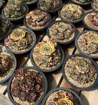 Echeveria succulent plants in dark pots, rosette leaves with red and green tones