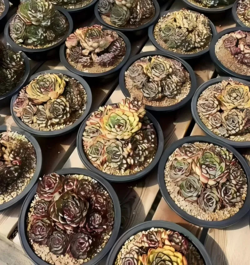 Echeveria succulent plants in dark pots, rosette leaves with red and green tones