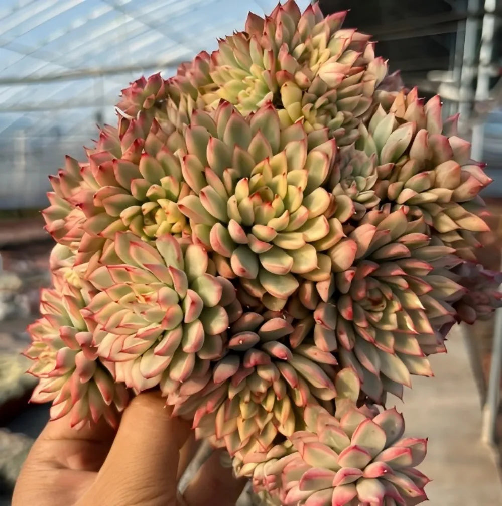 Variegated echeveria succulent cluster with green rosettes and pink-orange tips