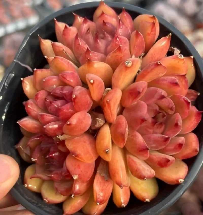 Echeveria Meteor Shower cluster succulent with red-orange rosette leaves in a round pot